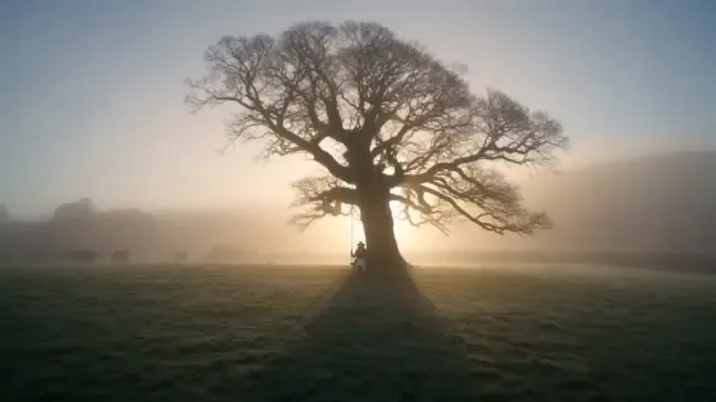 A tree in morning mist